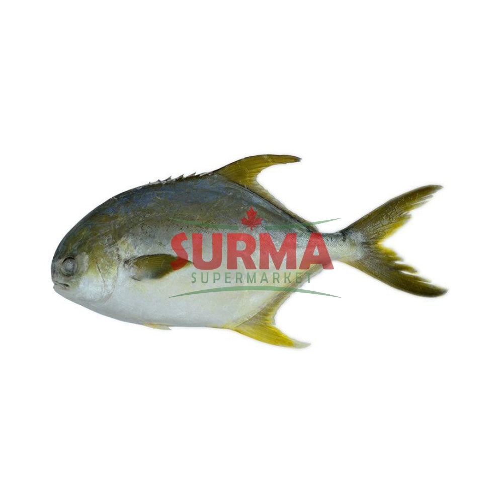 Golden Pompano Whole 400-500G Frozen Wholefish
