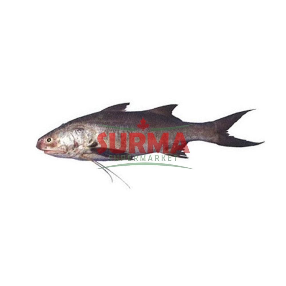 Lakkha Fish Whole 4 Kg+ Frozen Wholefish