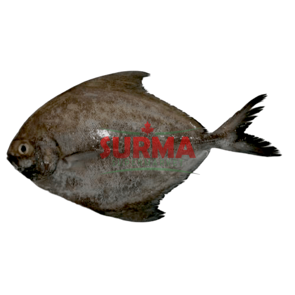Sea Pomfret 900G Frozen Wholefish