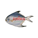 Indian Silver Pomfret 2-Piece Frozen Wholefish